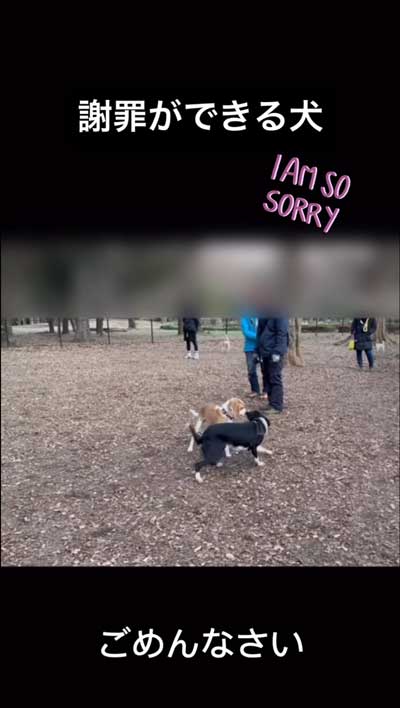 気にかけるワンコ