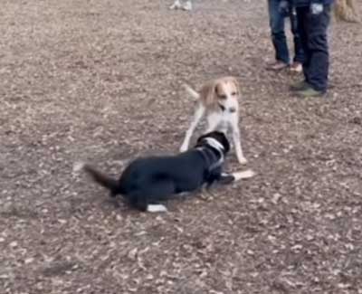 謝るのが伝わる犬