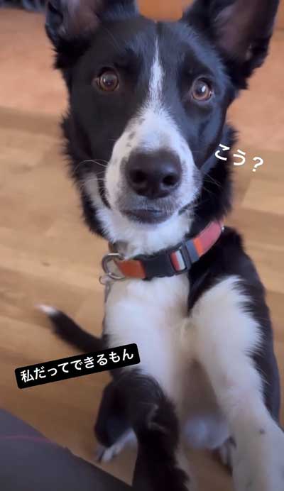 勉強中の犬