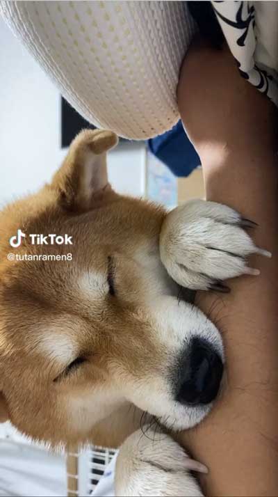 飼い主の腕をかみながら寝る柴犬