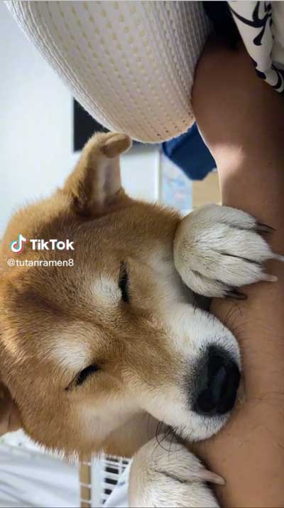 飼い主の腕をかみながら寝る柴犬