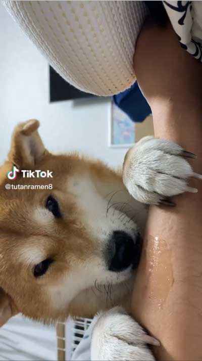 飼い主の腕をかみながら寝る柴犬