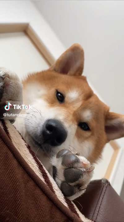 飼い主の腕をかみながら寝る柴犬