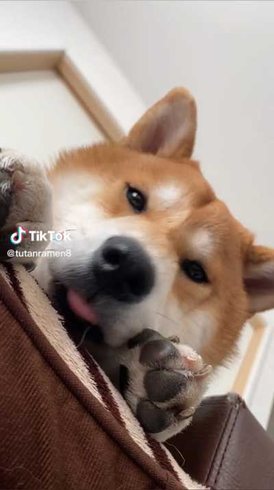 飼い主の腕をかみながら寝る柴犬