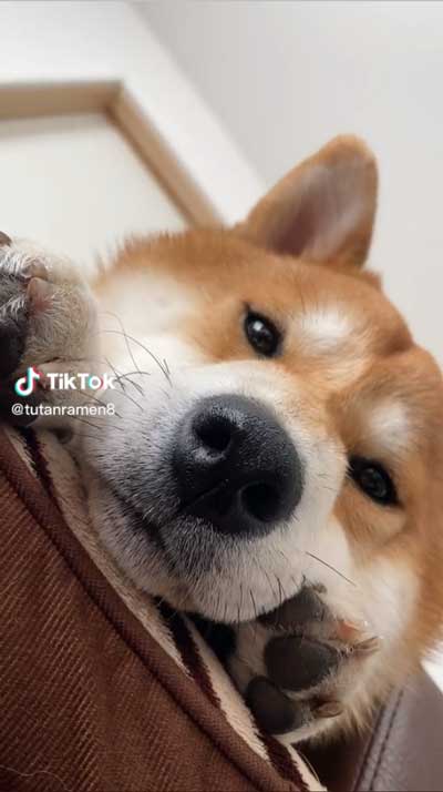 飼い主の腕をかみながら寝る柴犬