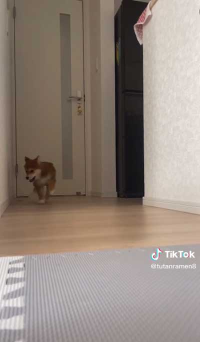 飼い主の腕をかみながら寝る柴犬