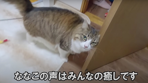 1年ぶりにワンコと再会する猫