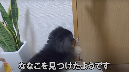 1年ぶりにワンコと再会する猫