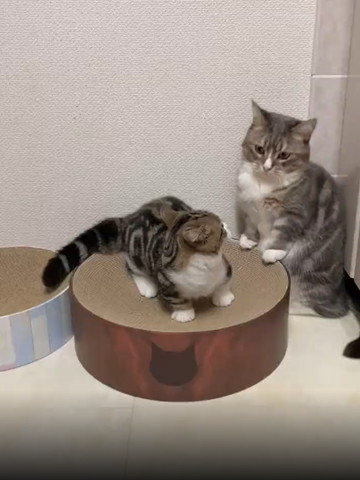 下を見るワンコ