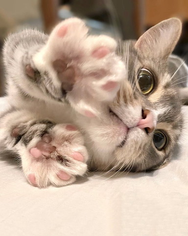 寝転がって肉球見せる猫