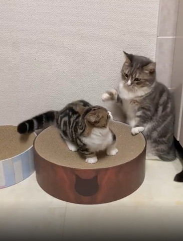 右前足をあげる猫