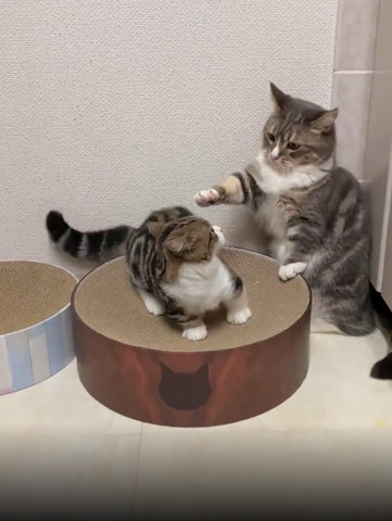 前足伸ばす猫とひるむ猫