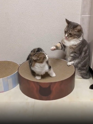 後ずさりする猫と舌出す猫