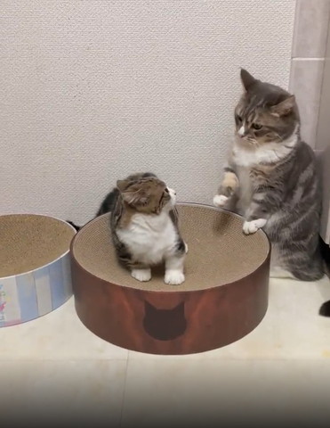右前足浮かせてる猫