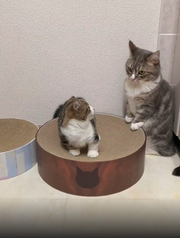 爪とぎに前足ついて遠くを見る猫と子猫