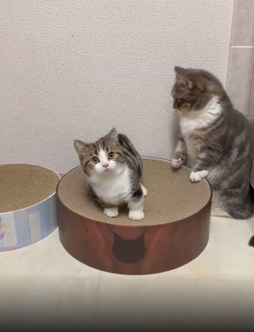 爪とぎの上から前を見る子猫