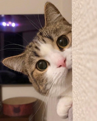 壁からのぞく猫