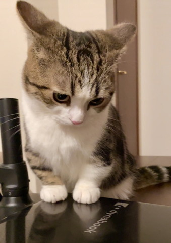 PCと猫
