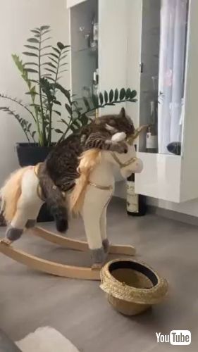 Rides