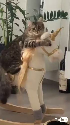 見つかった子猫