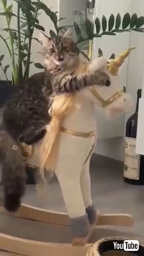 こっち見る子猫