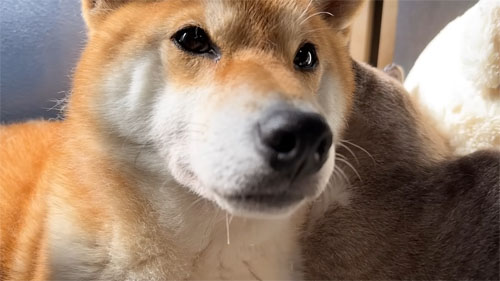 猫と柴犬