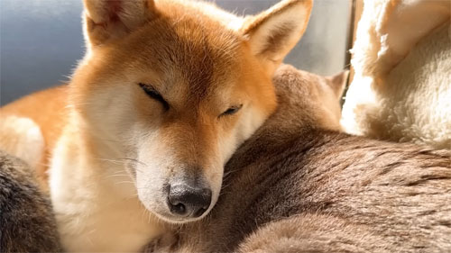 挟まれるリコちゃん