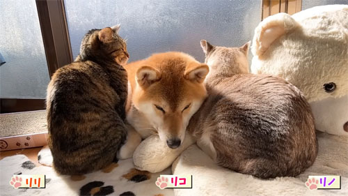 猫とひなたぼっこするリコちゃん