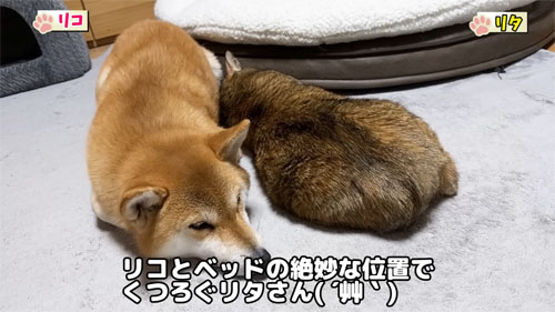 リタとくつろぐリコちゃん