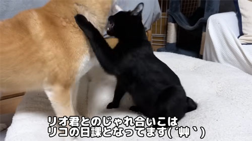 じゃれ合うリコちゃん