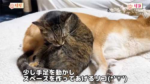 リリとくつろぐリコちゃん