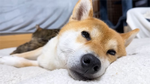 まったりするリコちゃん