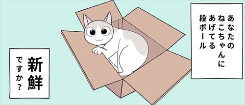 段ボールにアレルギー反応を起こした猫