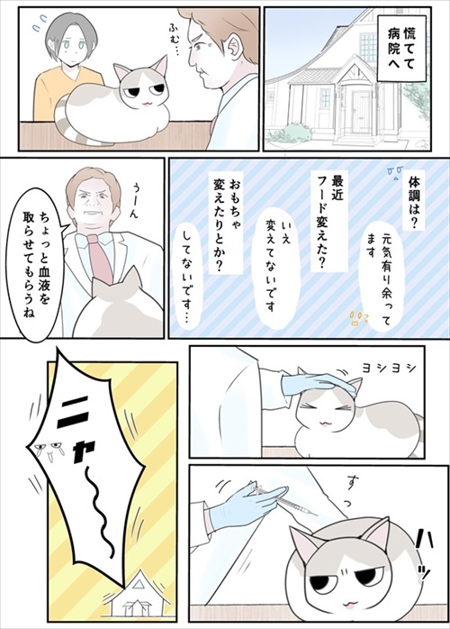 段ボールにアレルギー反応を起こした猫