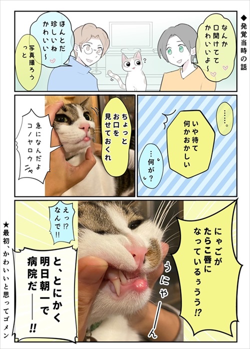 段ボールにアレルギー反応を起こした猫