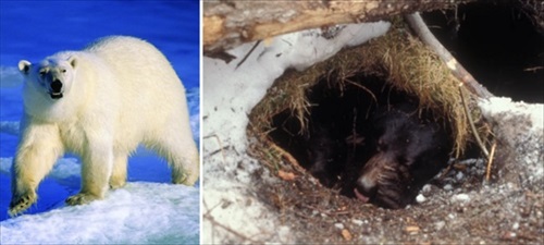 北大クマ研究のクラファン