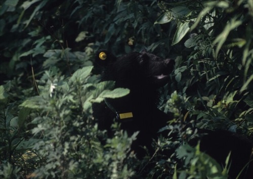 北大クマ研究のクラファン
