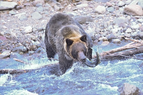 北大クマ研究のクラファン