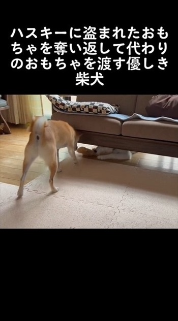 ハスキーからオモチャを取る柴犬