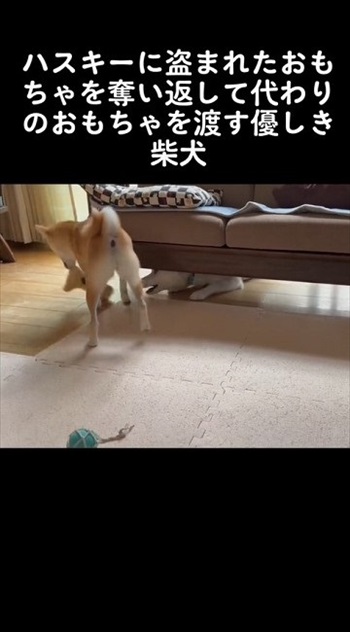 ハスキーからオモチャを取る柴犬
