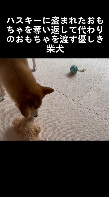 ハスキーからオモチャを取る柴犬
