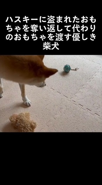ハスキーからオモチャを取る柴犬