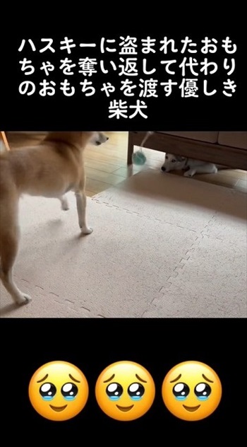 ハスキーからオモチャを取る柴犬