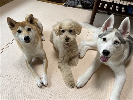 ハスキーからオモチャを取る柴犬