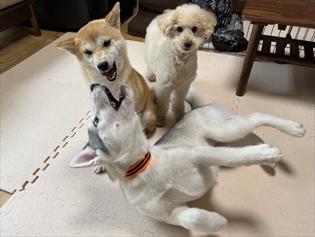 ハスキーからオモチャを取る柴犬