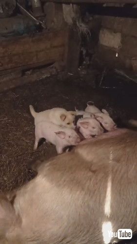 子ブタと並んでママブタのおっぱいを飲む子犬
