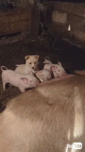 子ブタと並んでママブタのおっぱいを飲む子犬