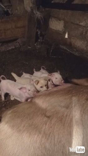 子ブタと並んでママブタのおっぱいを飲む子犬