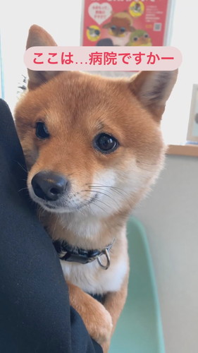 動物病院のごまくん