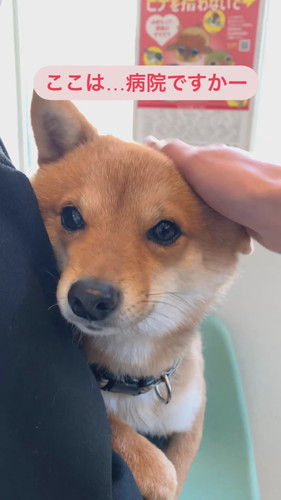 動物病院のごまくん